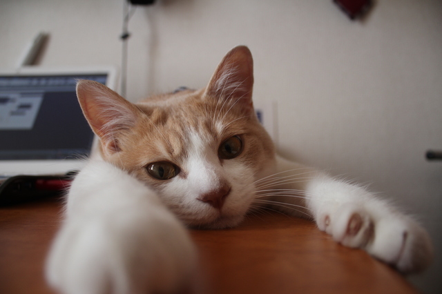 猫咪妨碍你工作求你跟他玩,猫咪打扰你工作怎么办