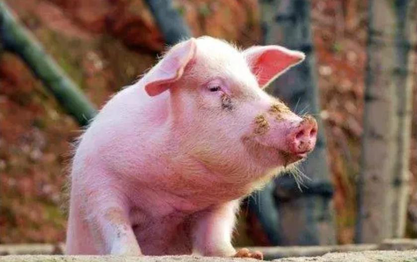 猪低温不吃食一招搞定正常吗,猪站不起来伴颤抖是什么病低温