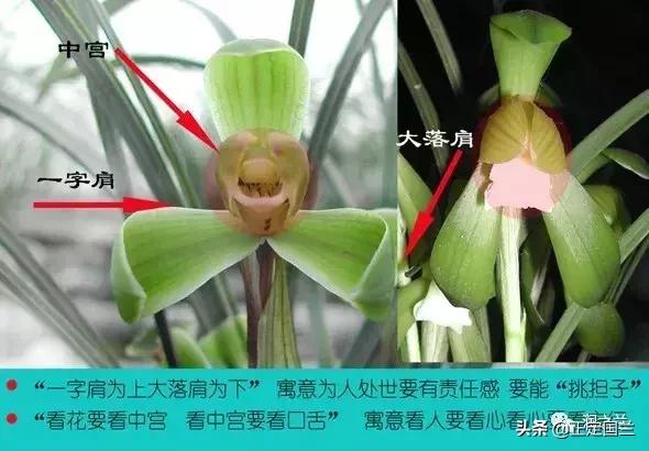 兰花知识大全100种,兰花鉴赏术语100条