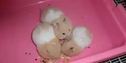 仓鼠的种类及图片大全,加卡利亚仓鼠和叙利亚仓鼠