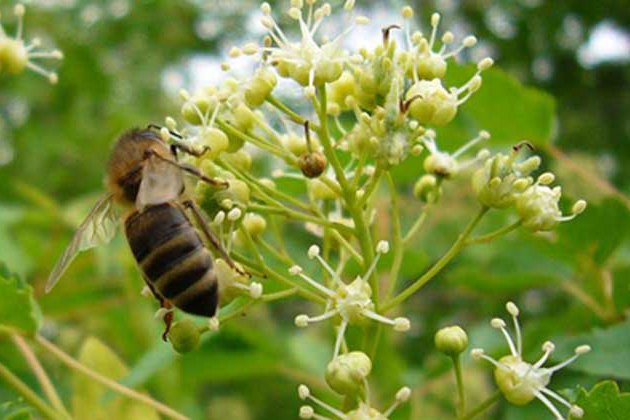 北大荒旗舰店椴树雪蜜,北大荒椴树雪蜜匠心传承
