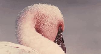 世间稀有的白色长颈鹿母子，在非洲被残忍猎杀，发现时只剩骨骼