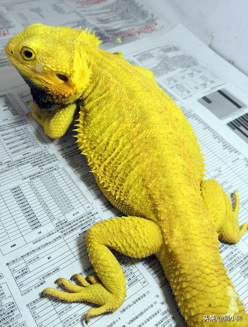 鬃狮蜥饲养套件,鬃狮蜥饲养硬件