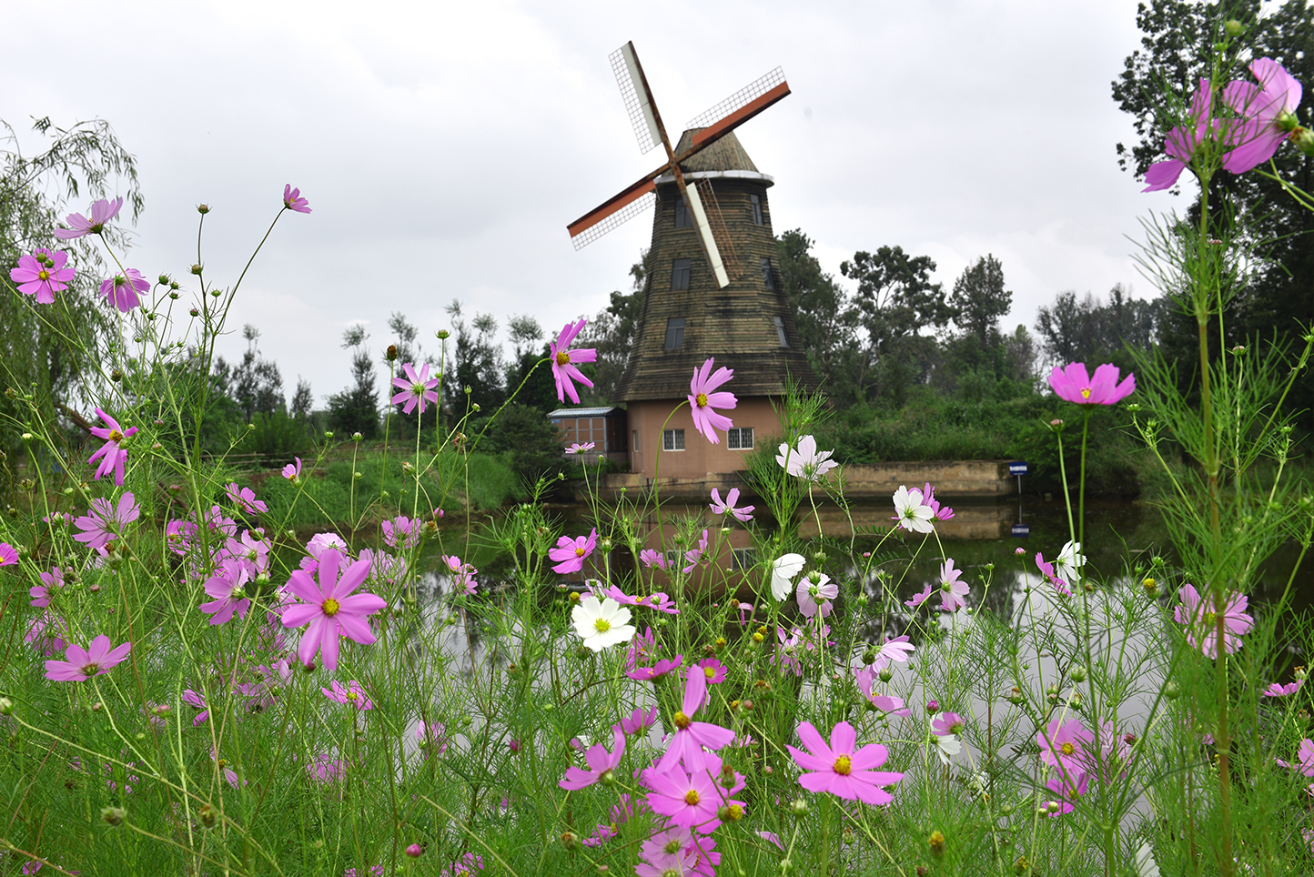 昆明这里有2000米竹林道，1500亩荷塘，300亩薰衣草花海，免门票