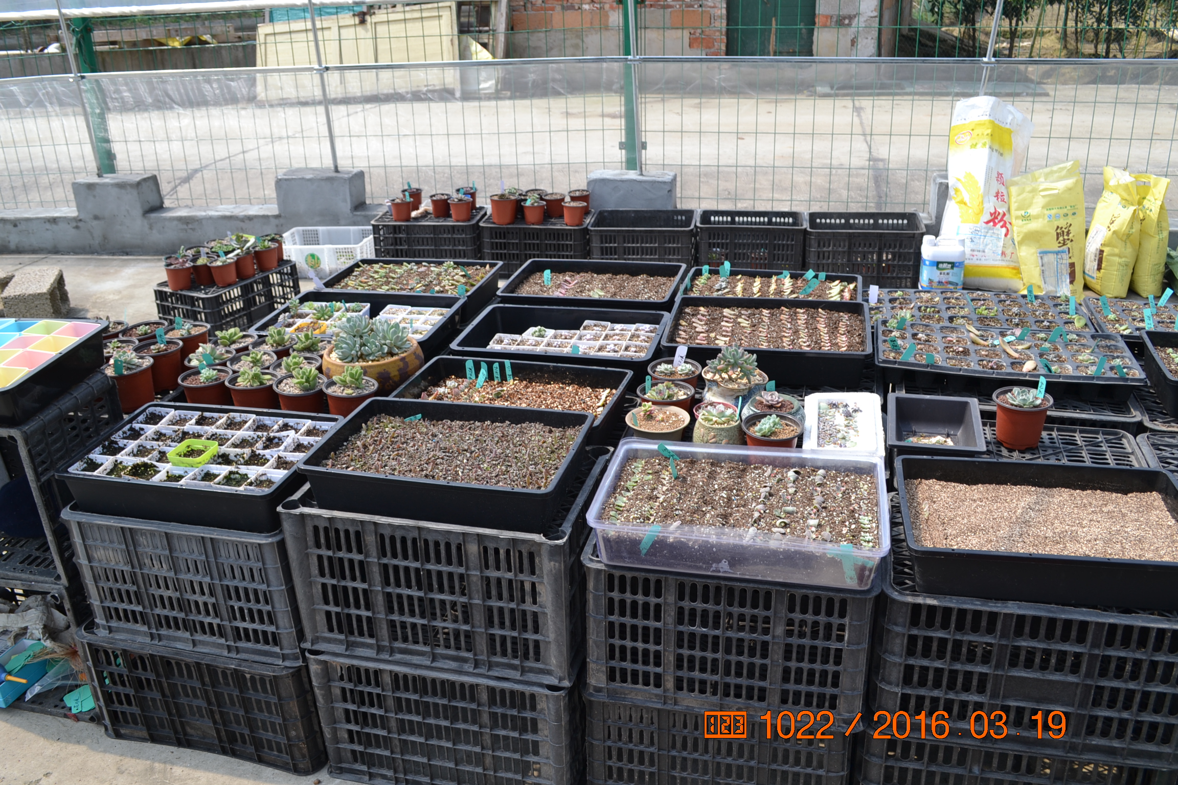 湖南最好的锦鲤养殖基地,湘潭锦鲤养殖