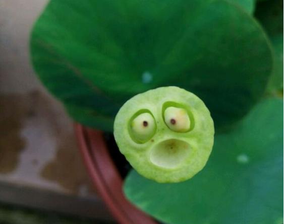 碗莲结了莲蓬怎么办?留下还是摘掉?详解碗莲结实后的养护