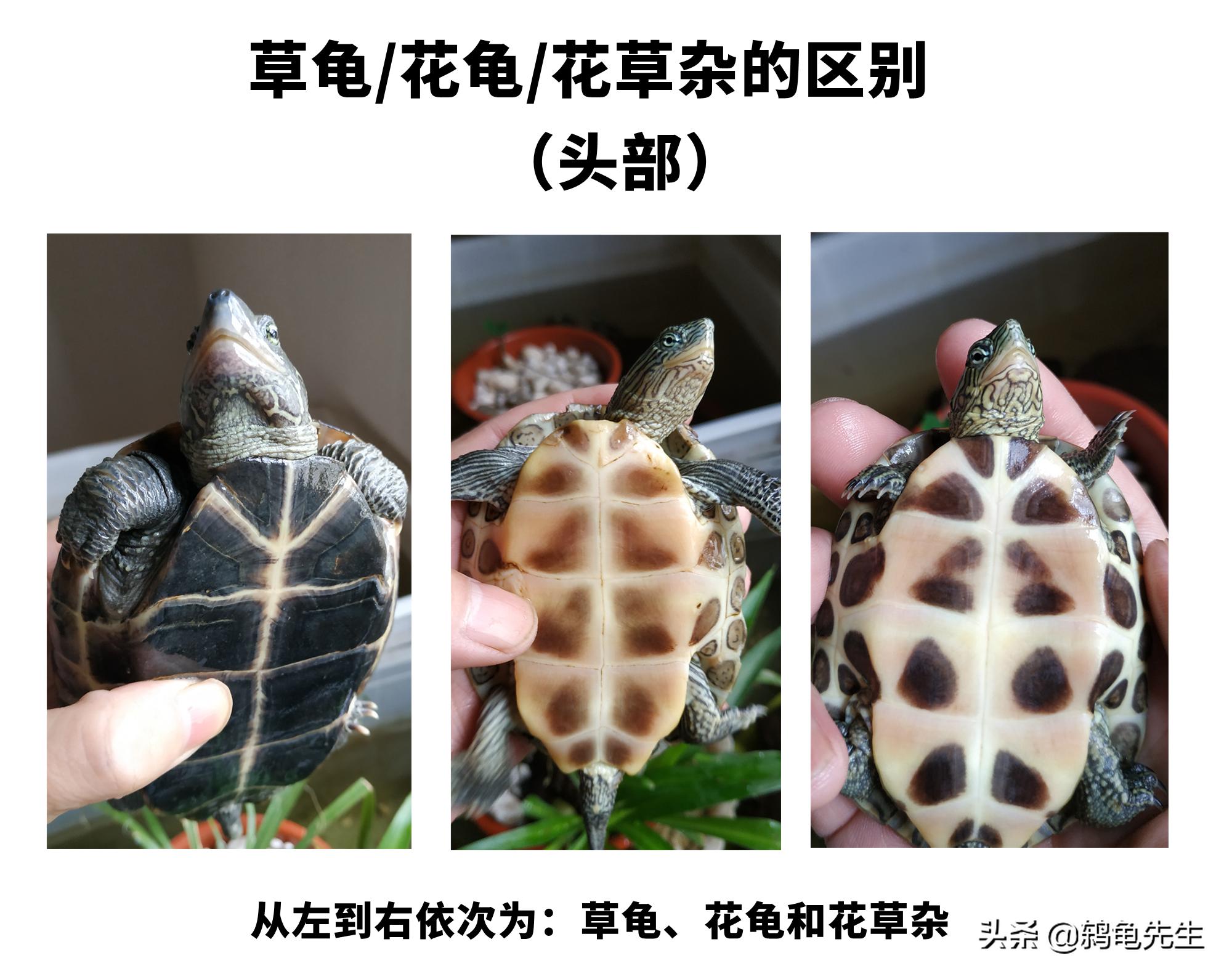 花草杂龟和花龟的区别,乌龟品种大全地图龟和草龟
