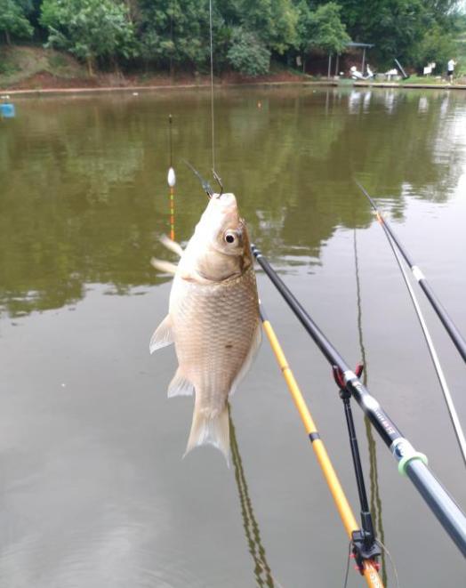 新手选鱼竿怎么选,新手怎么选鱼竿最合适