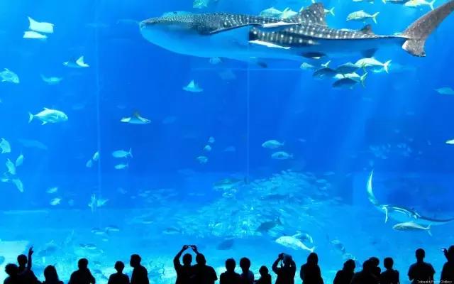 12月旅游日本冲绳最全攻略,春回大地旅游攻略