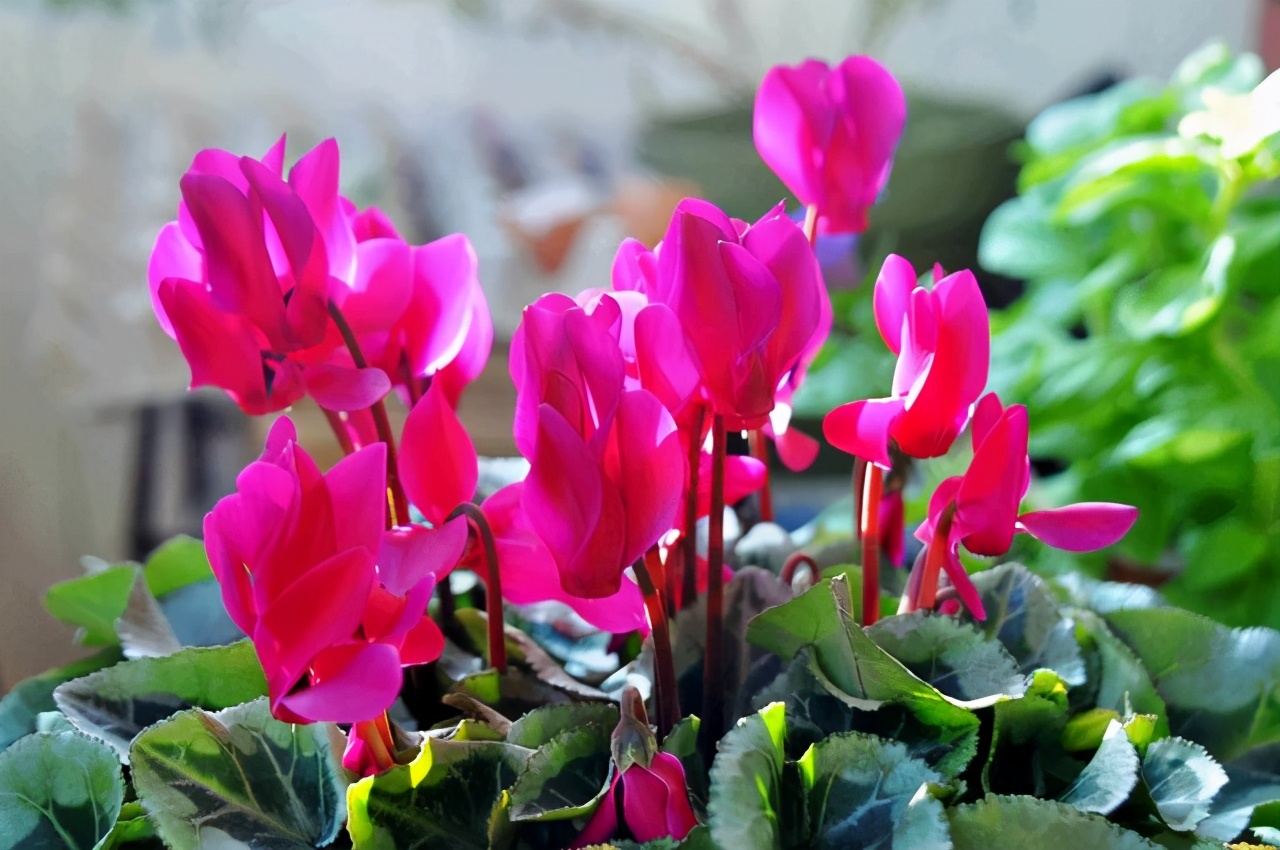 仙客来最佳配方,仙客来怎么能养成好