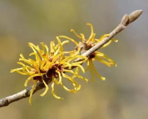 化妆水消炎镇定,用蒸馏水喷皮肤有用吗