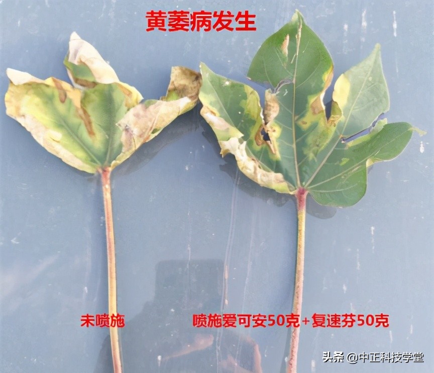 棉花黄萎病最有效的控制方法,棉花黄萎病怎样治