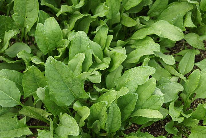 农业经济新风口,农业迎来新风口