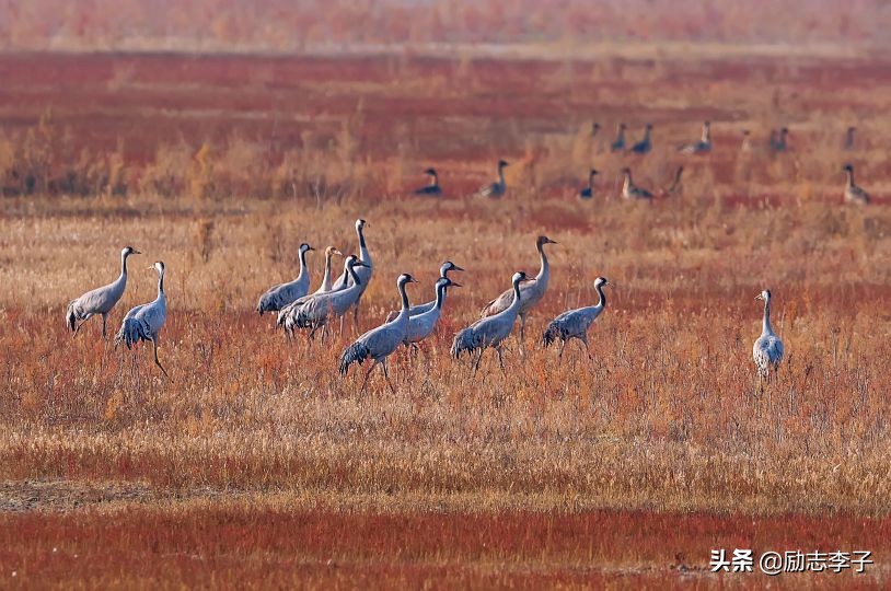 宁夏候鸟,候鸟监测简报
