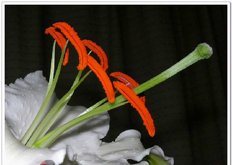 世界各国的国花和国树是什么,世界各国国花大开眼界美到爆