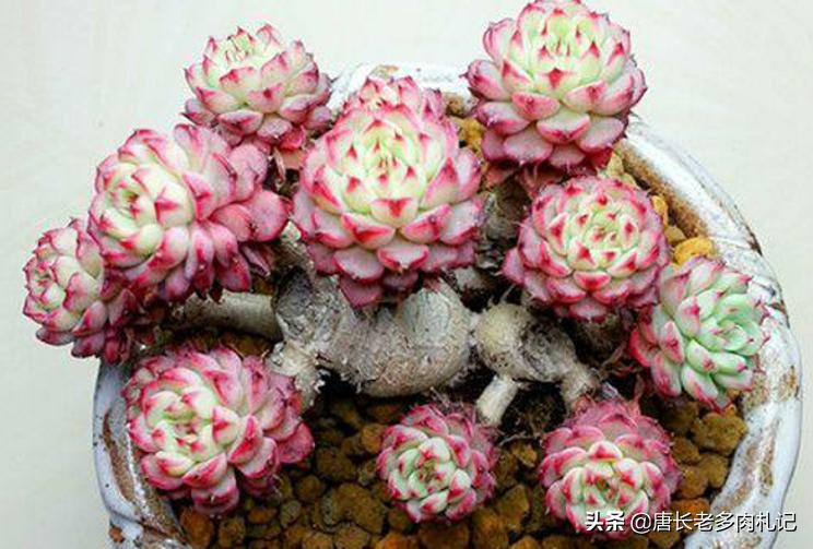 多肉嫩桩变老桩,高桩碧桃多肉老桩
