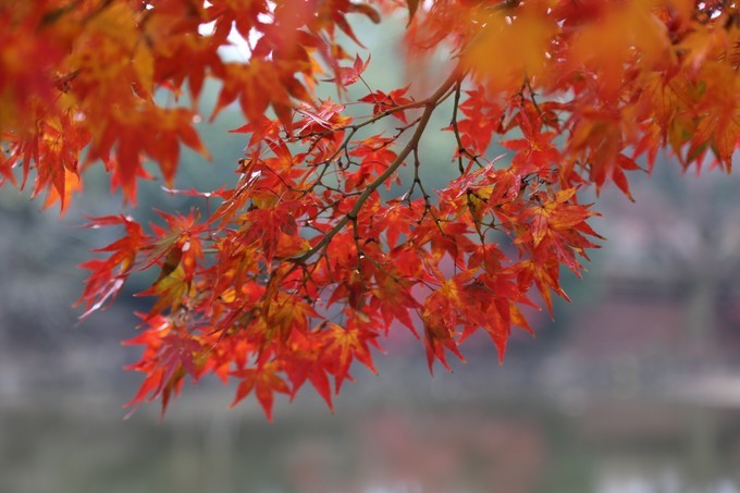 日本京都枫叶季旅游攻略,日本关西赏枫旅游攻略