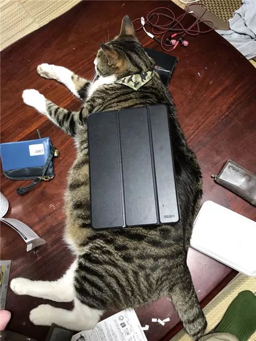 老板，这圆滚滚地怎么恢复出厂设置，说好的小可爱呢？