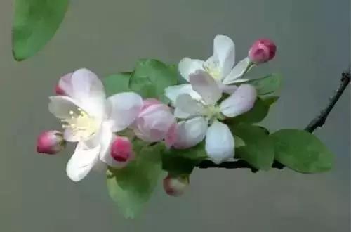 河南城市的市花有哪些花,全国56市市花图片