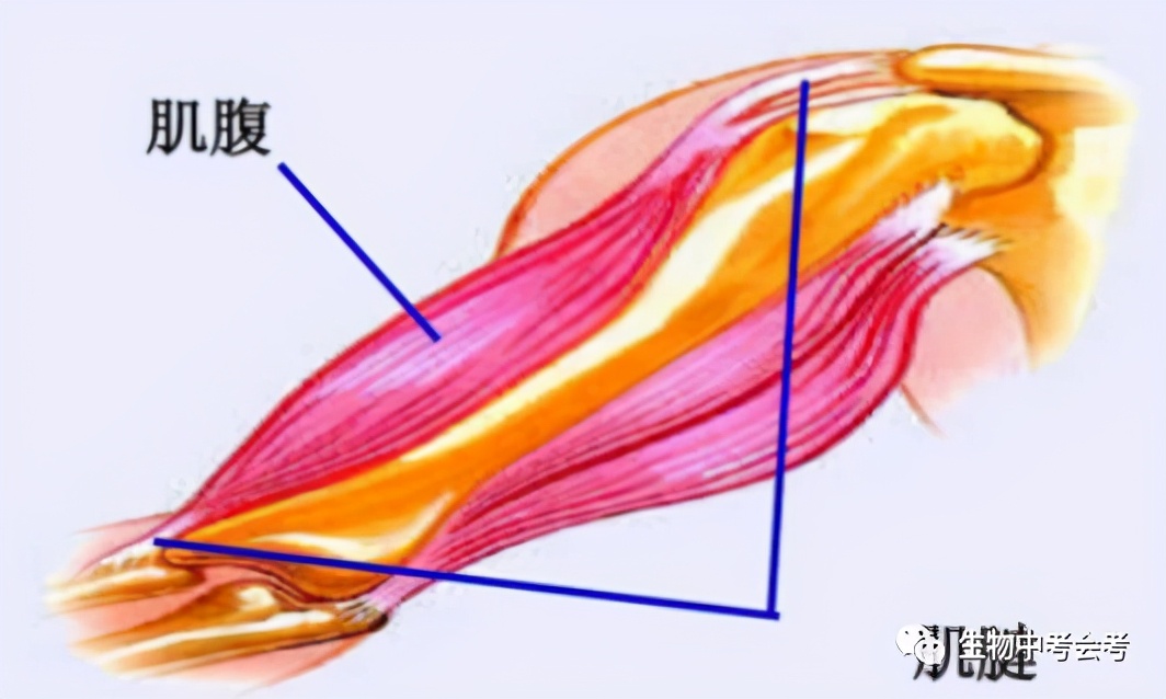 济南版八年级上册生物知识点归纳,八年级上册生物期末必考的知识点