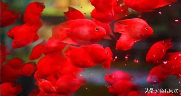 迷你鹦鹉鱼起头好吗,观赏鱼鹦鹉鱼怎么养活