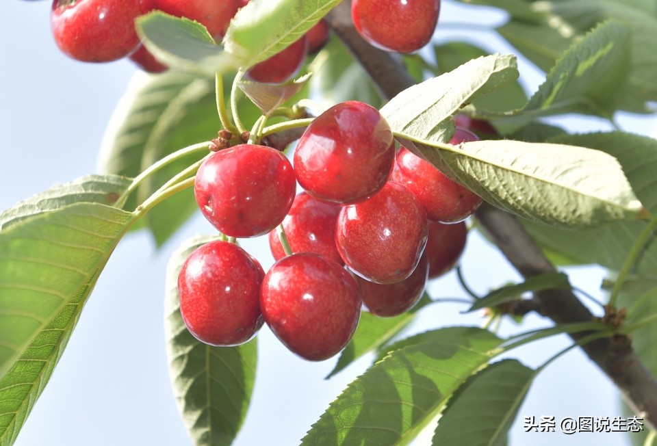 山海关:一沟大樱桃换来半坡别墅