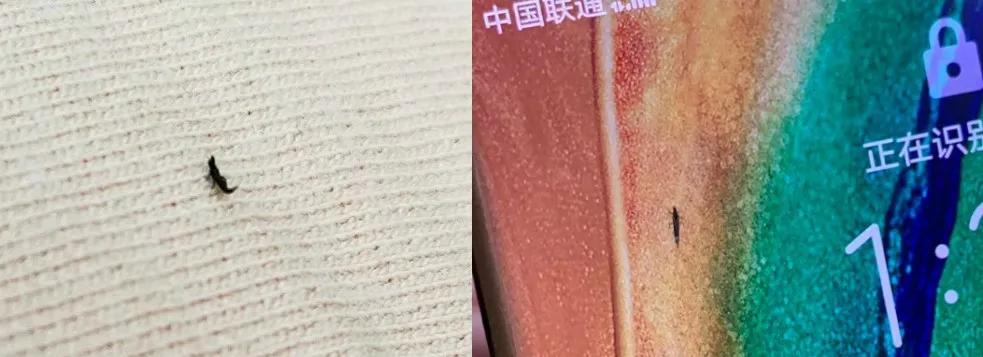 不明小虫咬后奇痒无比,咬人很痒的小黑虫有哪些