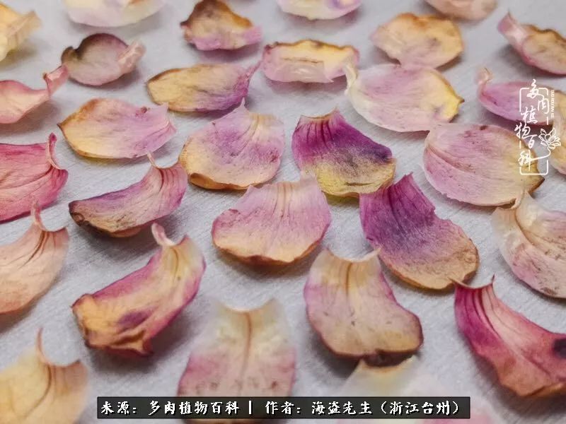 多肉玫瑰怎么才能出状态,多肉山地玫瑰唤醒方法