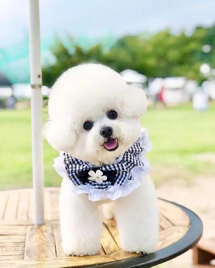 一只很可爱的小比熊,小比熊的造型