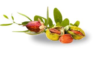 chantelle香娜露儿羊胎素4件套,香娜露儿羊胎素面霜