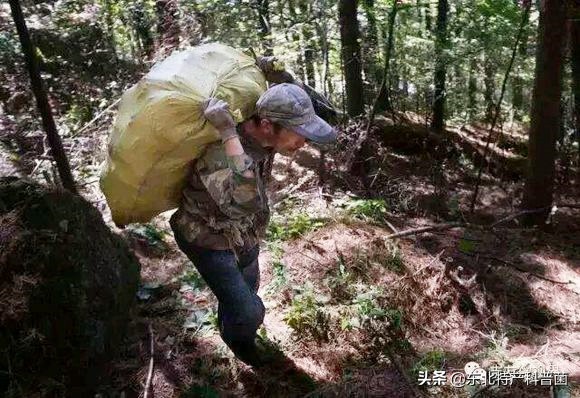 松子采摘的全过程,普通松树松子的采摘过程
