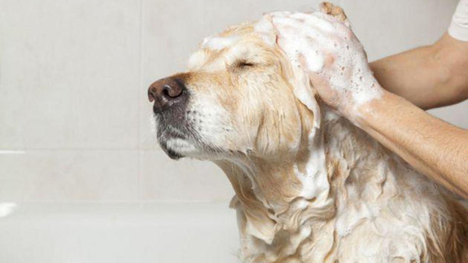 狗体臭味怎么除掉,狗体臭是什么原因怎么治