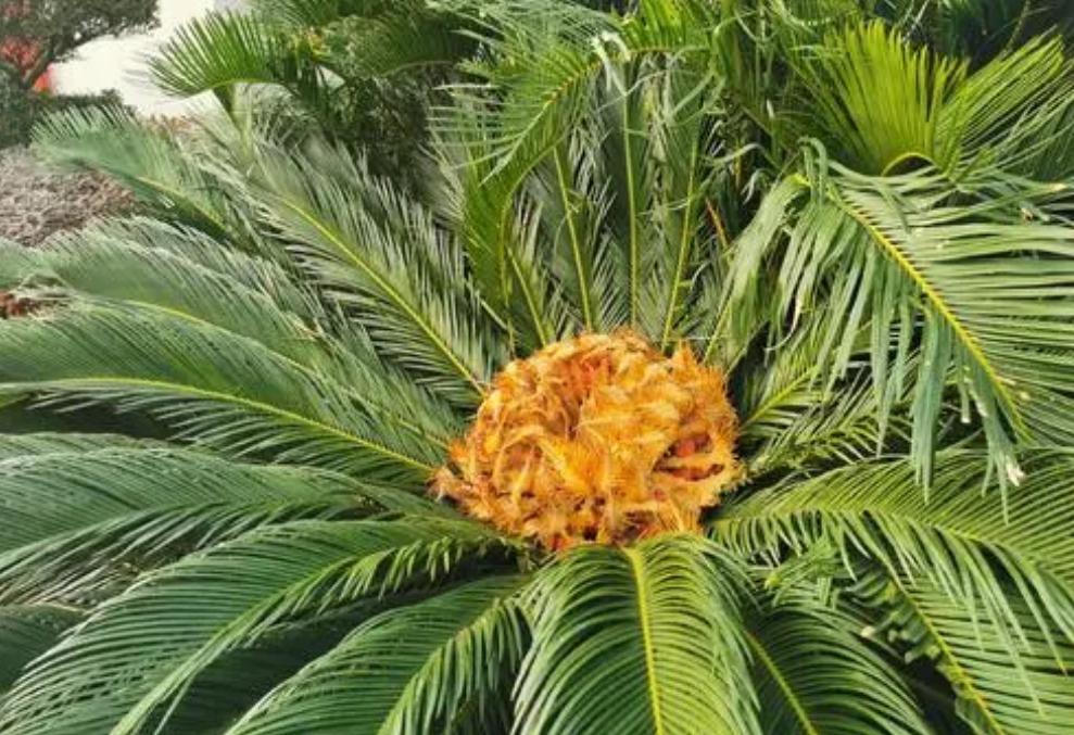 铁树真的需要千年才能开花吗,铁树开花后千年难遇吗