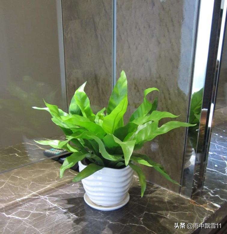 鸟巢蕨叶子焦边图片,鸟巢蕨叶子偏软