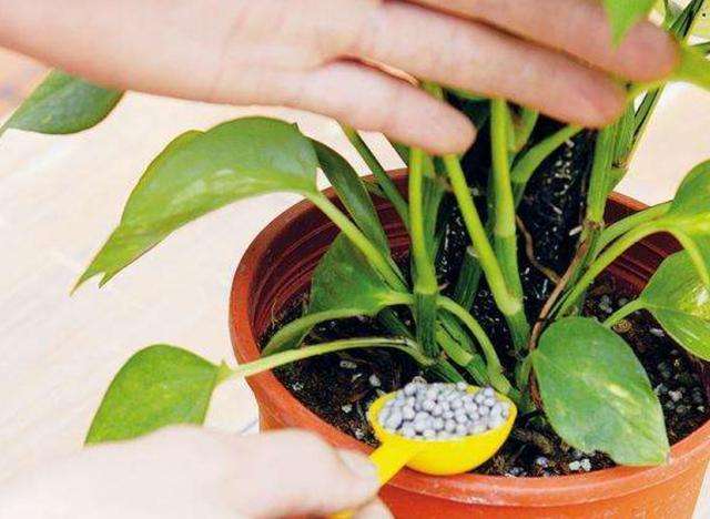 大丽花养护方法和注意事项,大丽花根系适合深盆还是浅盆