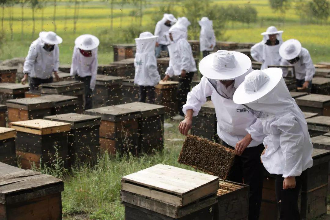 成熟蜜与浓缩蜜的区别,成熟原蜜和浓缩蜂蜜区别