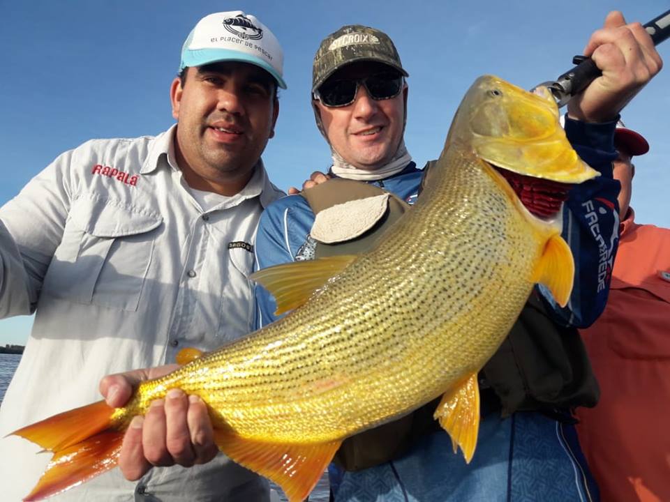 27公分的黄金河虎,黄金河虎凶猛吗