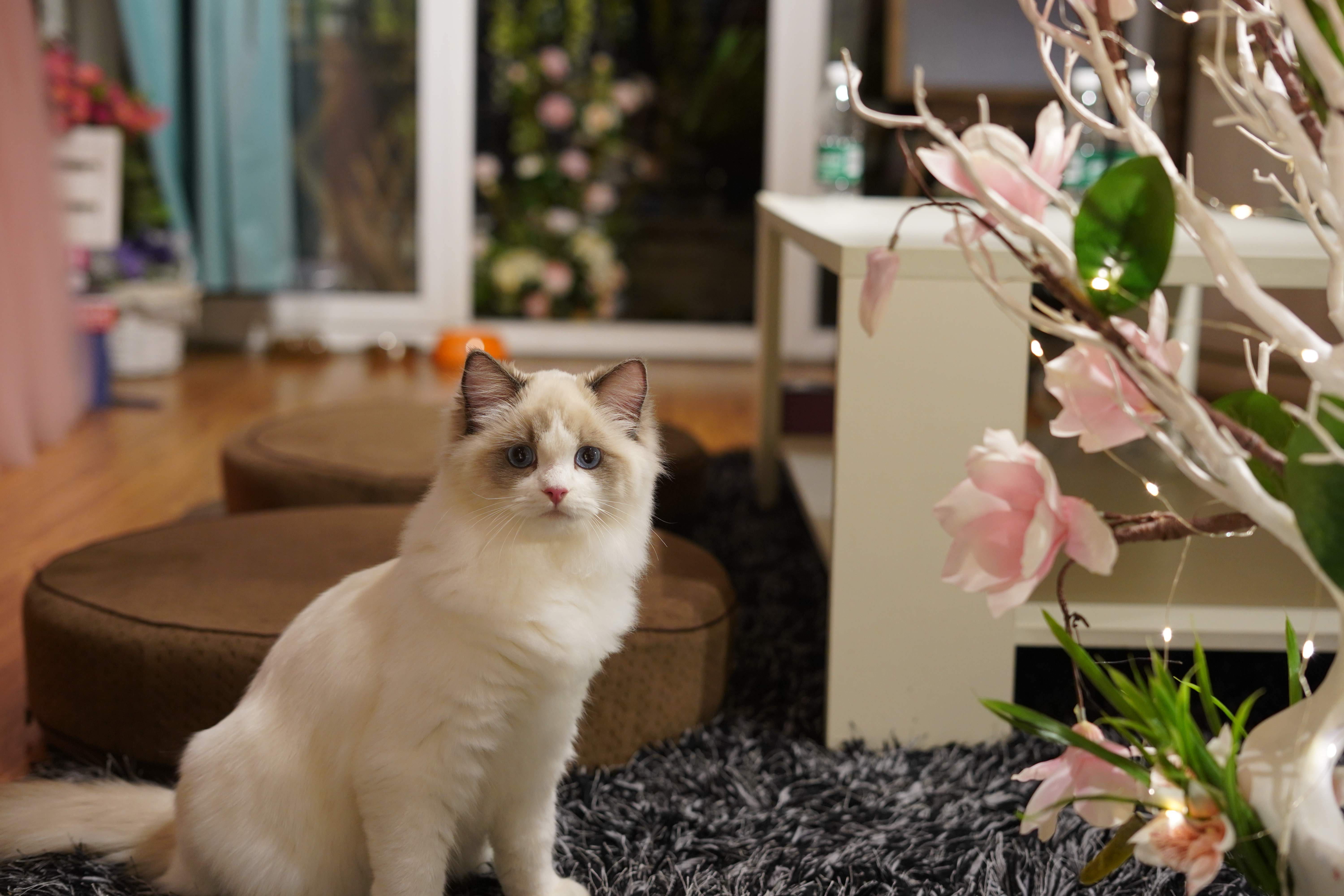 最好看的猫爪杯,猫爪杯好抽吗