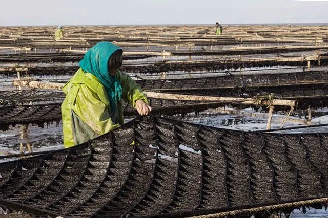 紫菜和海苔的区别大全,海苔与紫菜的区别在哪里