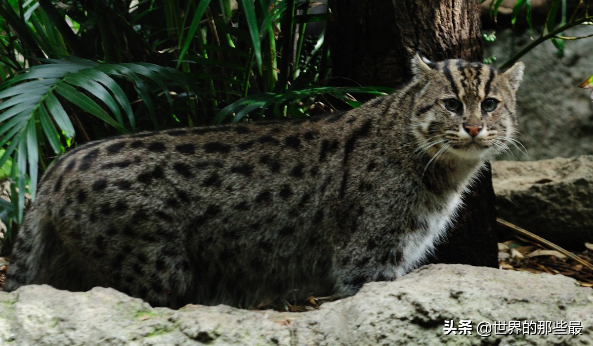 小体型猫科最凶,最凶的猫矮脚猫