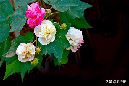 芙蓉花要怎么养,水芙蓉花变色的原因