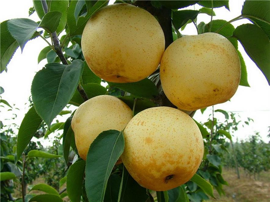 百种味道的果子,百种果实图片