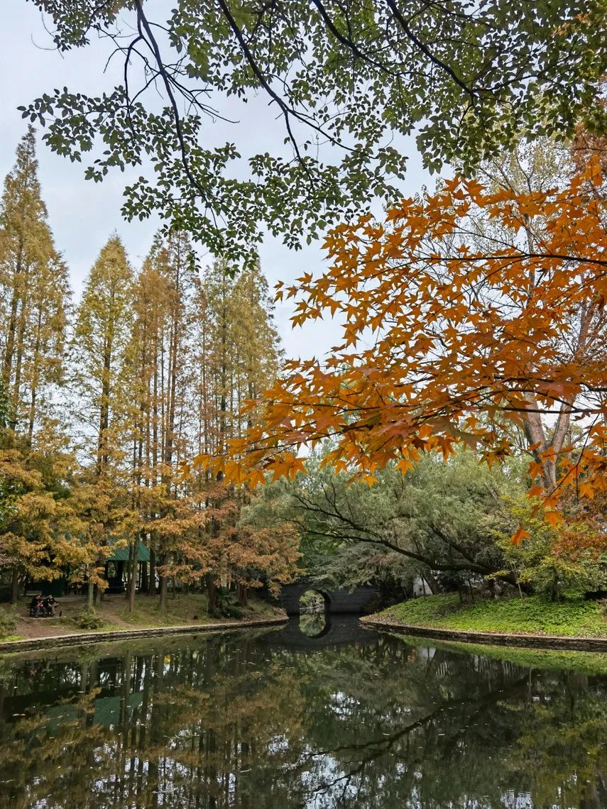 上海最美秋景,上海哪些公园可以拍秋景
