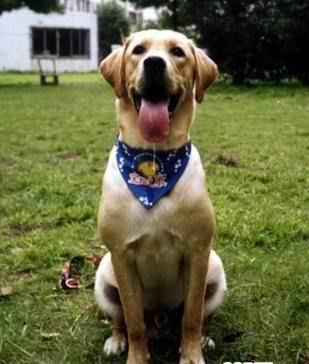 名犬排行榜前十名图片,名犬排行榜