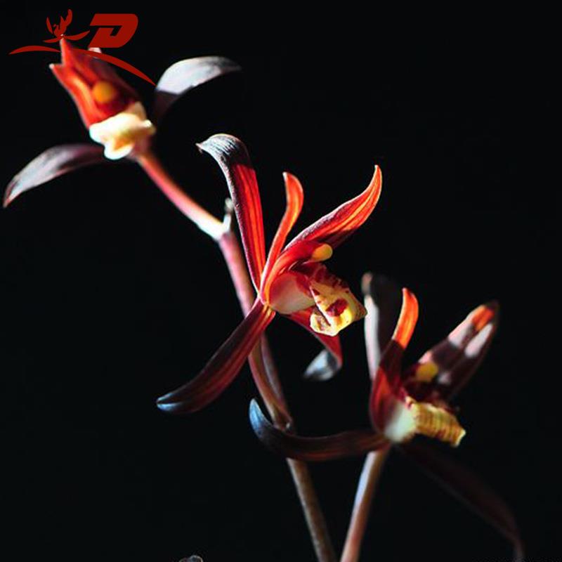 墨兰大气品种,墨兰超逸出尘