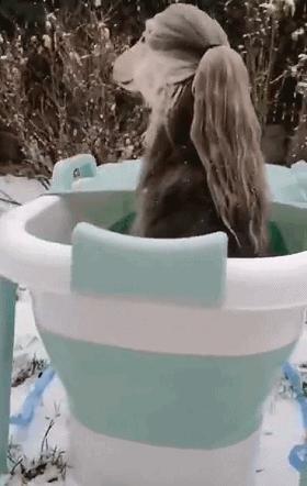 6大“人气蠢狗”，主人：哎呀，我当初怎么就选了你养