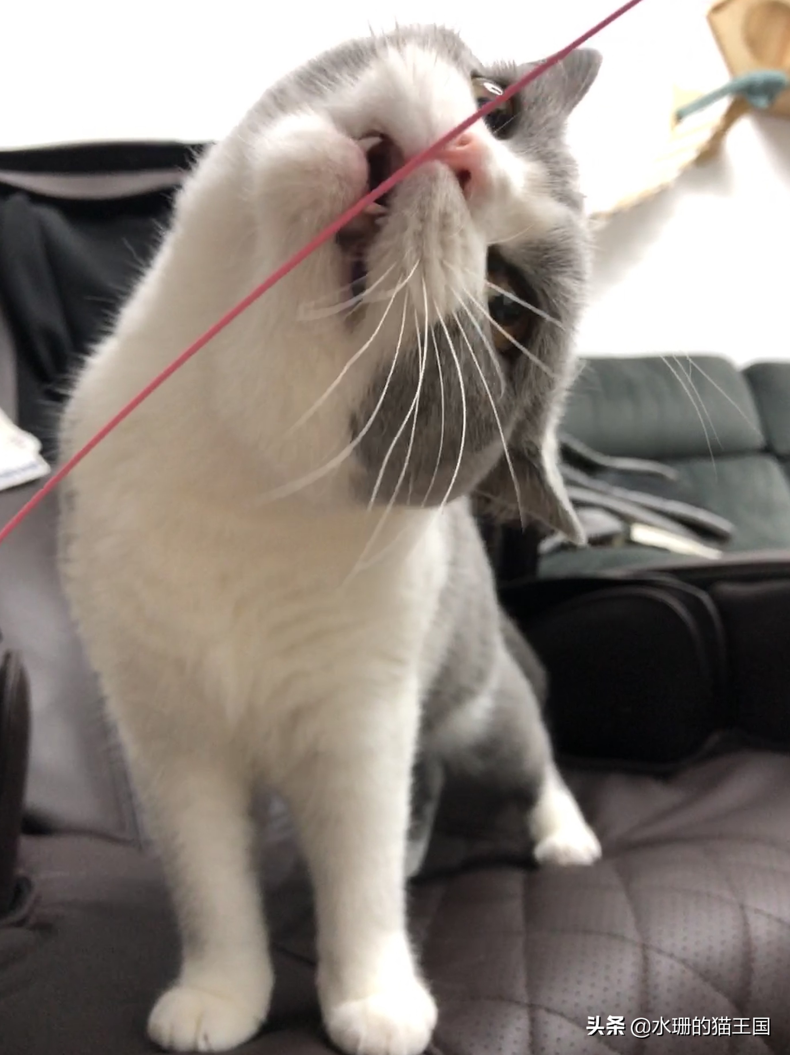 看看你的猫属于什么类型的玩家？如何正确跟猫咪玩耍