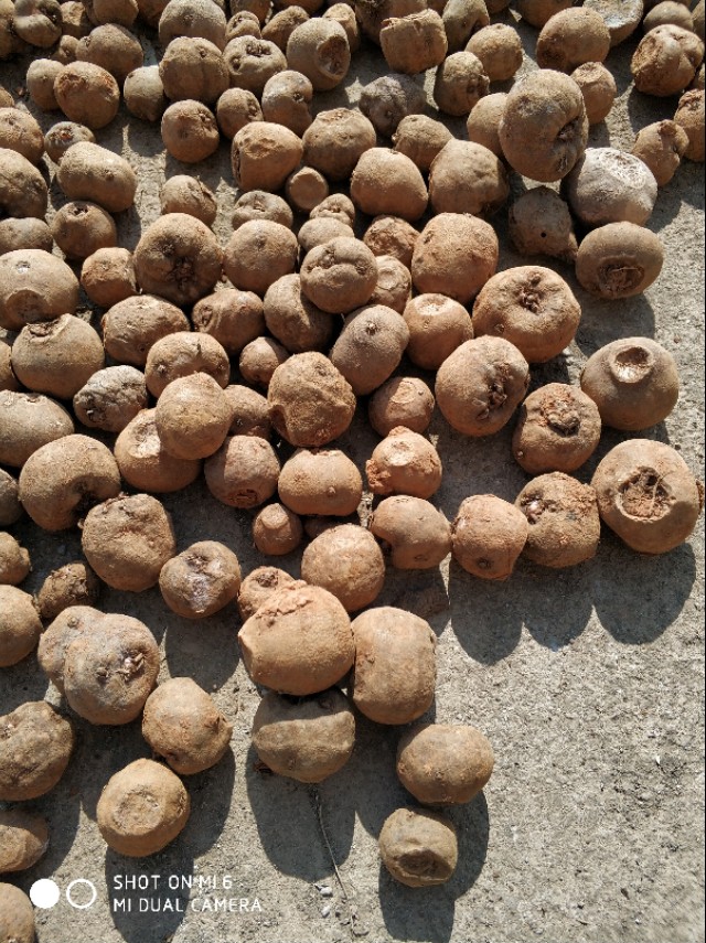 2023年魔芋种植有前景吗,魔芋的种植技术全部过程