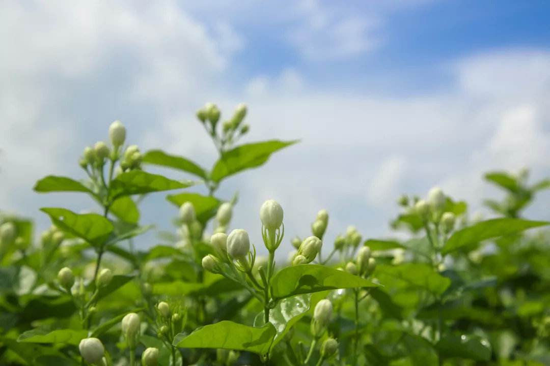 张一元茉莉花茶哪一款口粮最好喝,茉莉花茶张一元怎么样