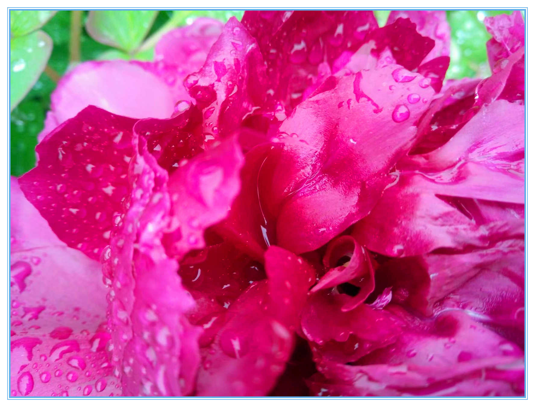 赞牡丹花古诗词,国色天香牡丹展古诗